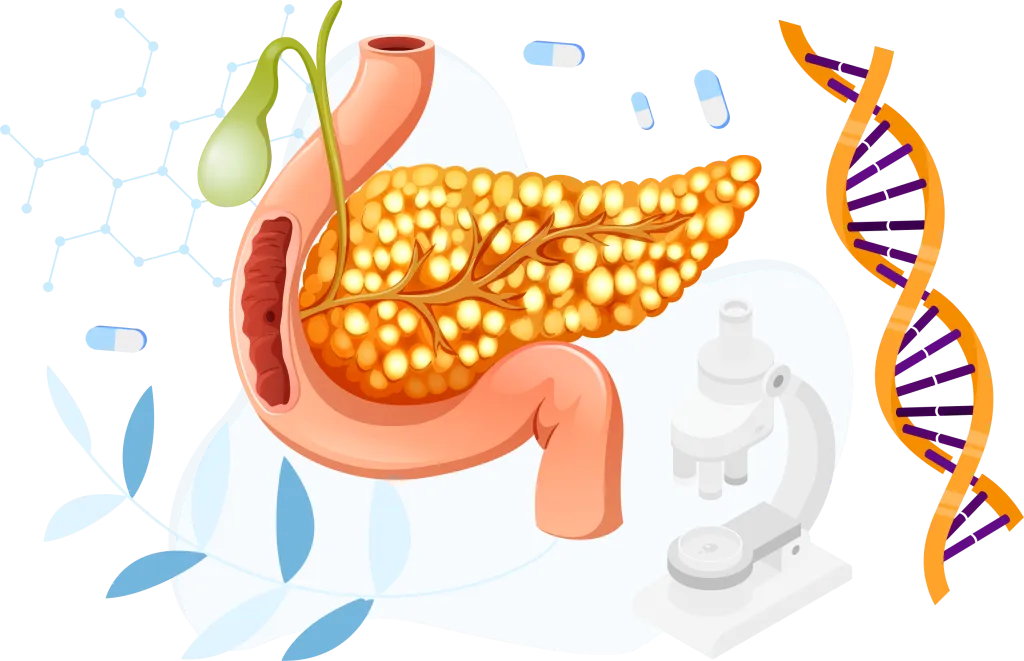 Pancreas illustration