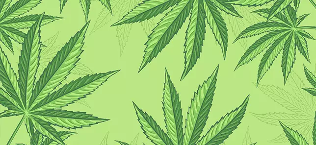 Illustration of cannabis