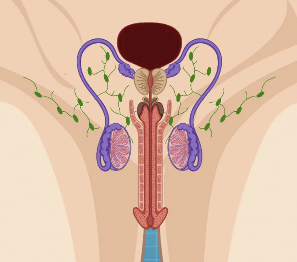 Animated Image showing a prostate