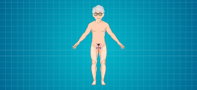 Illustration image of a men, with a prostate in focus.